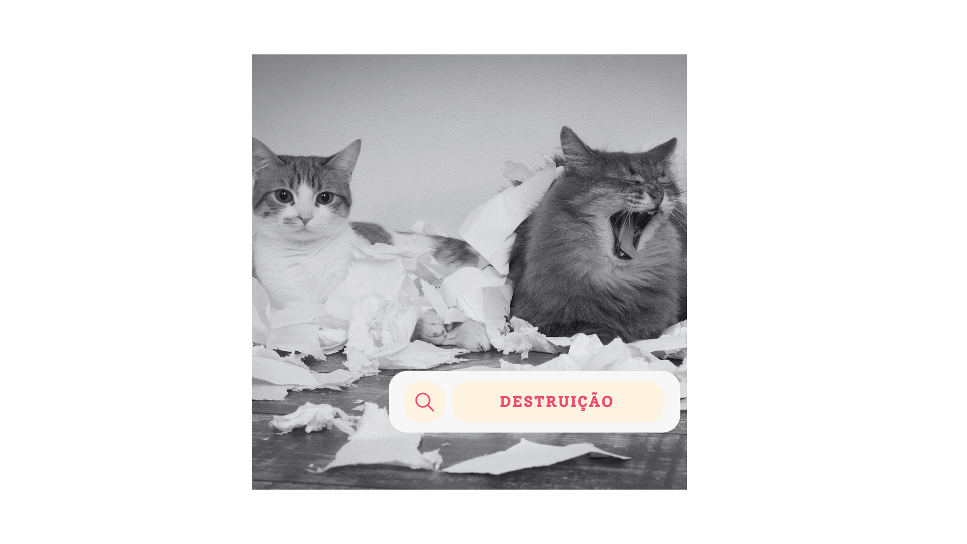 Gatos destruindo papel