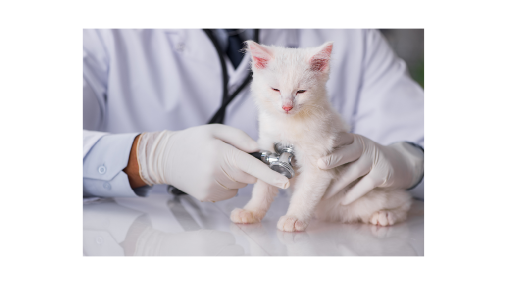 cat-gato-veterinario